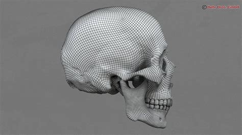 Accurate Human Skull 3d Max