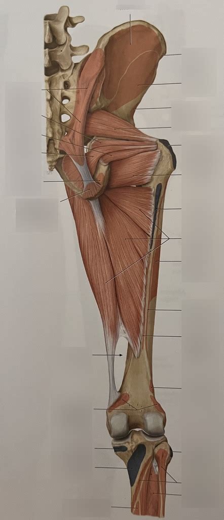 Posterior Glute And Leg Hamstrings Glute Min Gastroc Removed Diagram