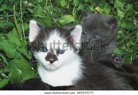 Little Kitten Grass Cat Portrait Stock Photo 681019171 Shutterstock