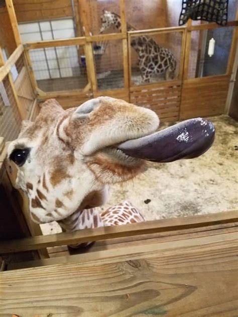 April The Giraffe Cam Adorable Pictures Of Pregnant Giraffe On Youtube Live Stream Nature