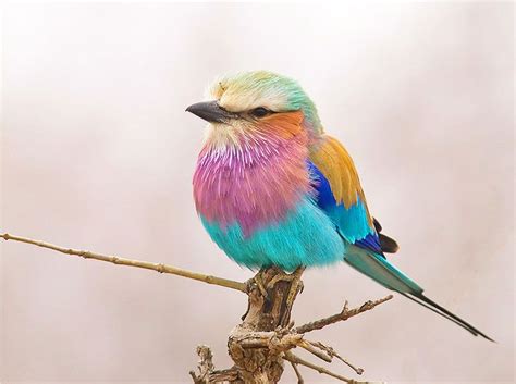 Alexander Koenders Its All Lila Lilac Breasted Roller Pet Birds