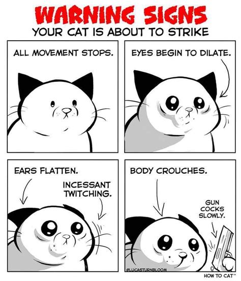 23 Purrrfect Cat Memes And Comics To Celebrate National Cat Day Funny
