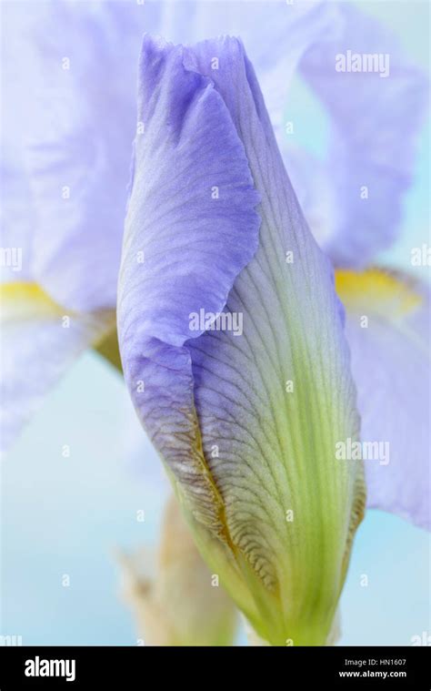 Tall Bearded Iris Flower Bud June Stock Photo Alamy