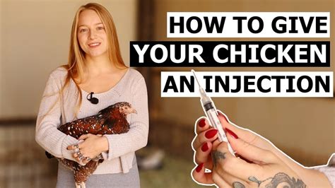 how to give a chicken an injection intramuscular and subcutaneous youtube