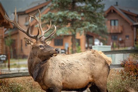 What S The Difference Between Deer Elk And Moose