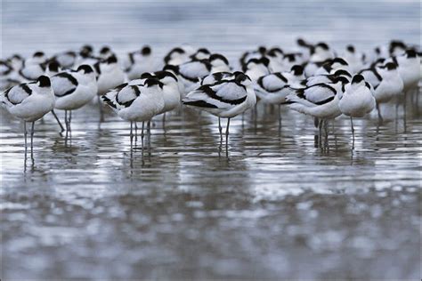 Bbc News In Pictures Wetland Birds In The Uk