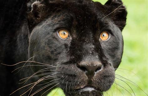 Picture 3 Of 6 Panther Panthera Pardus Panthera Onca Pictures