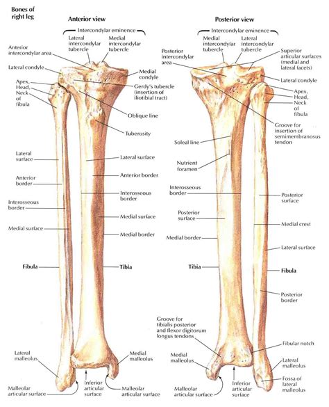 Tibia And Fibula 1 Anatomi Tubuh Anatomi Tulang