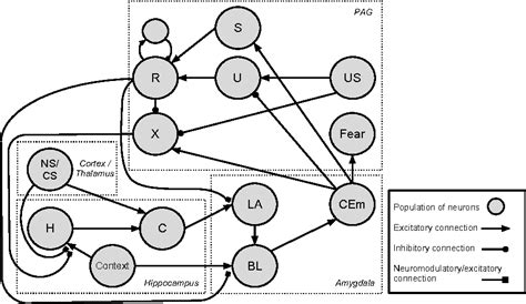 Figure 1 From A Biologically Plausible Spiking Neuron Model Of Fear