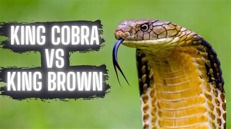 King Cobra Vs King Brown Snake Youtube