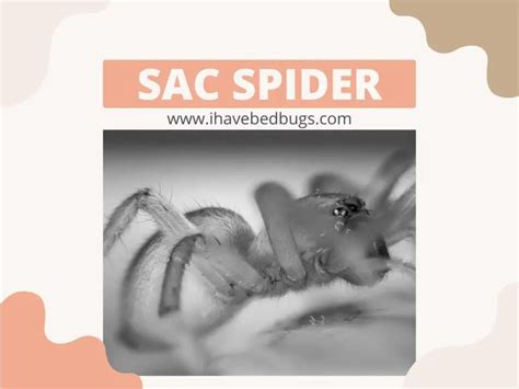 Sac Spider Complete Facts On The Species