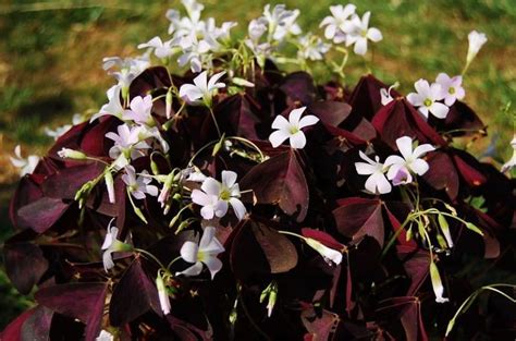 How To Take Care Of Oxalis Triangularis Tips And Tricks