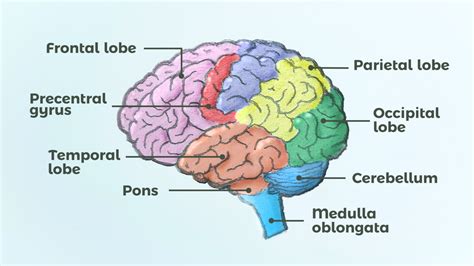 Brain Organ Controls Body Function Complex Phiwheel