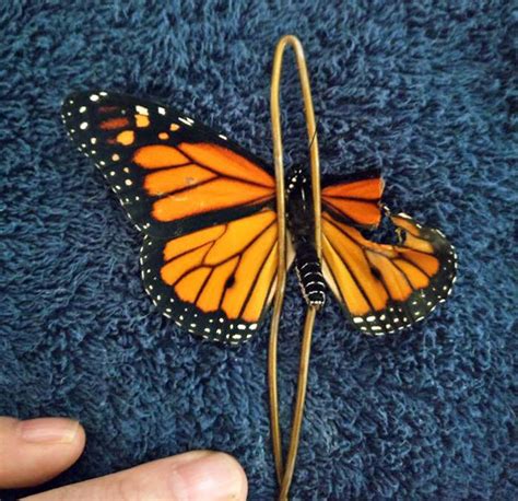 Popravila Sam Slomljeno Krilo Leptira U Sećanje Na Majku Bbc News Na