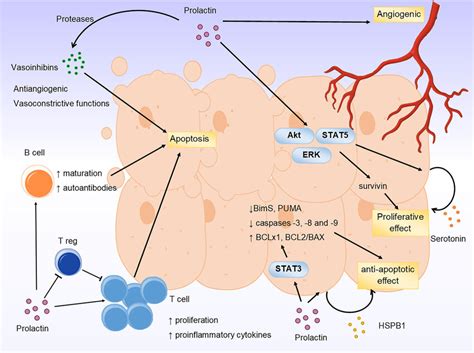 Modular Effect Of Prolactin In Type 1 Diabetes Mellitus Prolactin