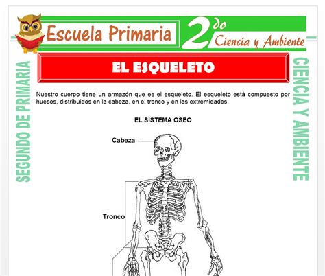 El Esqueleto Para Segundo De Primaria Escuela Primaria