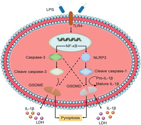 Diagram Represented The Putative Mechanism That LPS Induced Pyroptosis