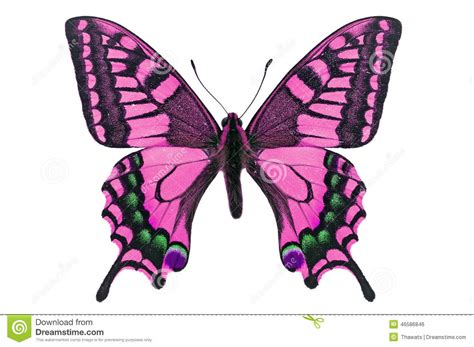 Pink Butterfly Stock Photo Image 46586846