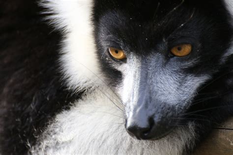 Black And White Ruffed Lemur Found On Lemur Island Andasibe