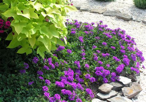 The genus consists of approximately 250 different species of flowering plants, most of which are native to asia and america. Verbena | Home & Garden Information Center