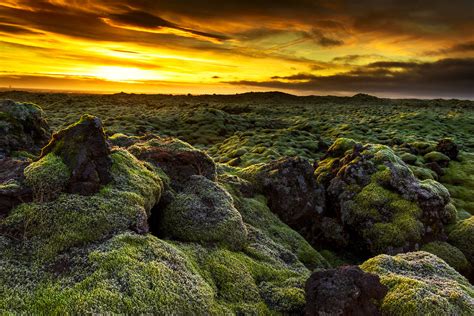 Moss Covered Lava Fields In Iceland Charismatic Planet