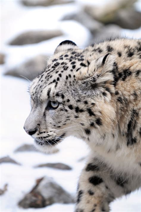 Snow Leopards Discovered Flourishing In Afghanistan The Ark In Space