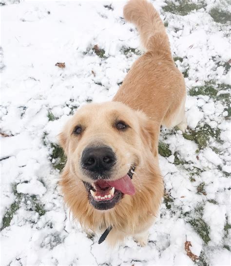 In this video, you get to see a litter of golden retriever puppies growing, playing, becoming mischievous and just generally looking adorable as. Golden Retriever Joyful Jax from Maine showing off his ...