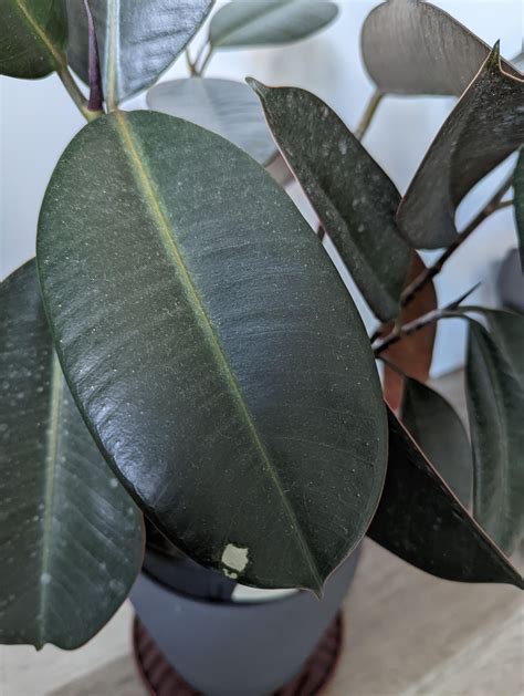 Yellowing Lower Leaves On Ficus Audrey Rplantclinic