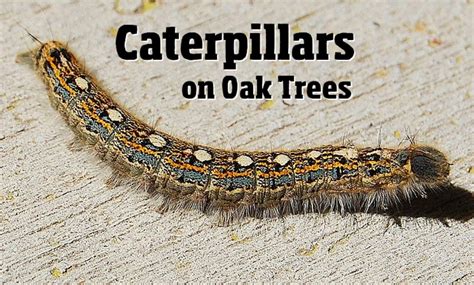 Caterpillars On Oak Trees Identification Guide To The Caterpillars That Eat Oak Leaves With