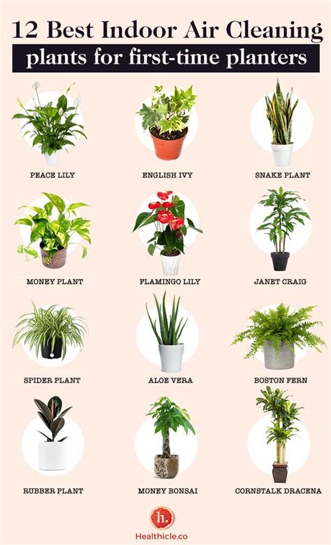 12 Indoor Air Cleaning Plants For First Time Plant Parent Healthicle