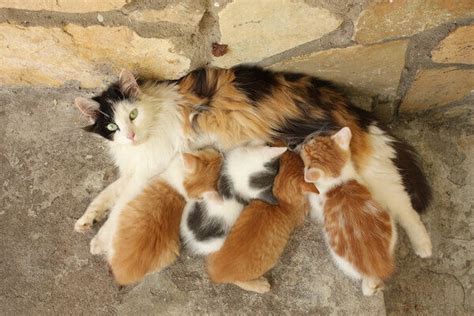 How often should a kitten eat? How Do You Take Care of Newborn Kittens? | Caring Pets