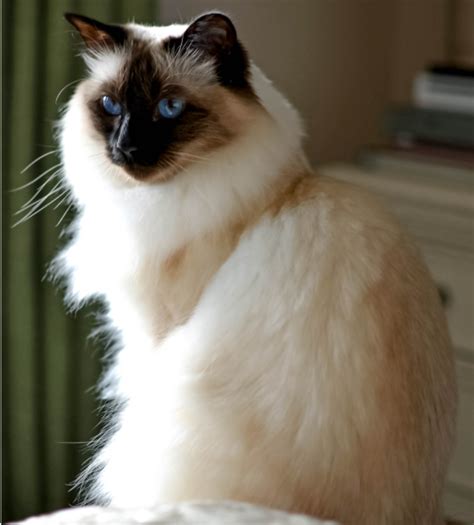 Top 48 Image Siamese Long Haired Cat Vn