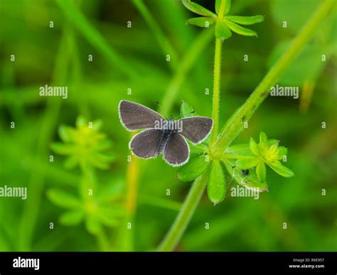 Small Blue Butterfly Cupido Minimus On A Grass Stem Stock Photo Alamy