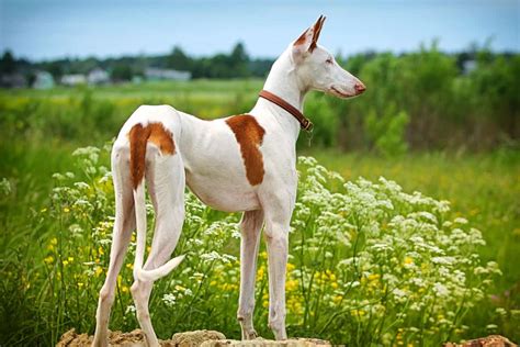 Long Nose Dog 15 Dog Breeds With Long Snouts With Pictures We Are