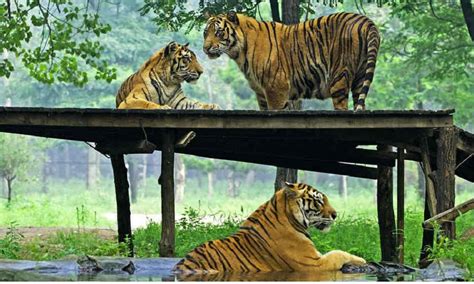 Tiger Kills Woman At Safari Park In Northern China Bno News