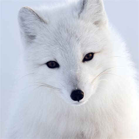 Mu16 Artic Fox White Animal Cute