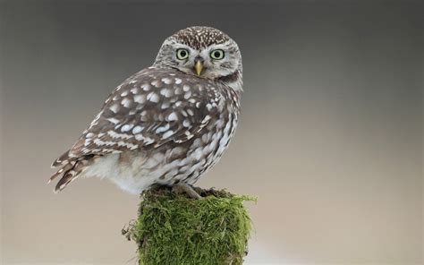 Owl Wallpaper And Background Image 1680x1050 Id393211