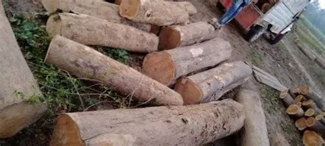 Indian Teak Wood Sagwan Wood At Rs 2100cubic Feet Indian Teak Wood In Patna Id 22907342888
