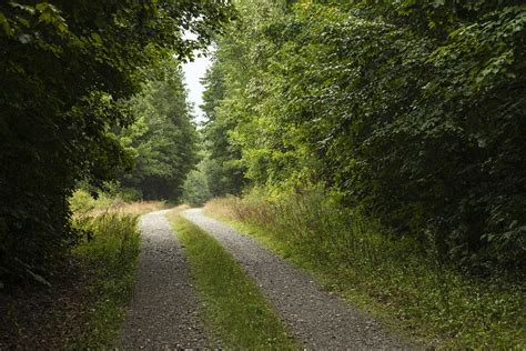 A Dirt Road Leading Out Of A Forest In Maine Photograph By Jake Wyman