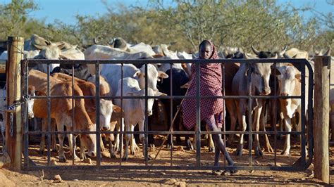 Africa Highlights Tuesday 7 February 2017 As It Happened Bbc News