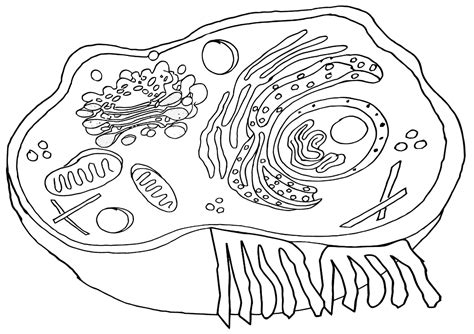 Animal Cell Color Sheet