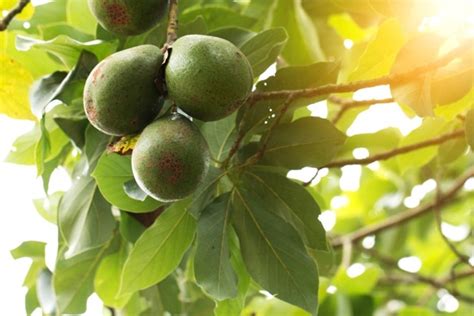 Avokado Ağacı Nasıl Yetiştirilir Güncel Oku