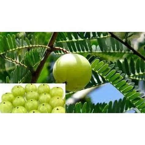 Full Sun Exposure Amla Desi Plant For Outdoor At Rs 55plant In