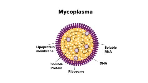 What Is Mycoplasma