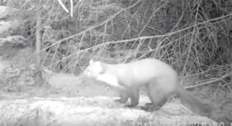 Rare Pine Marten Spotted In Yorkshire For First Time In 35 Years