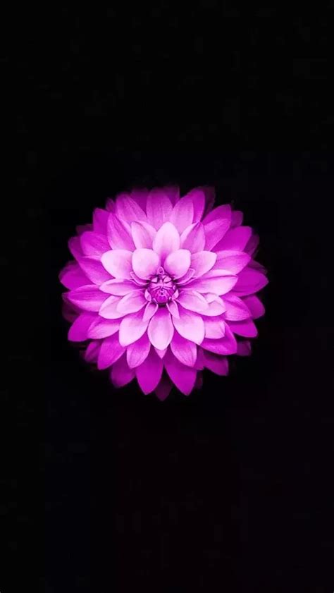 All the lotus flower wallpapers are selected to fit your phone. What is the flower that we see on Apple's iPhone 6 default ...