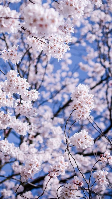 桜の花 スマホ壁紙iphone待受画像ギャラリー