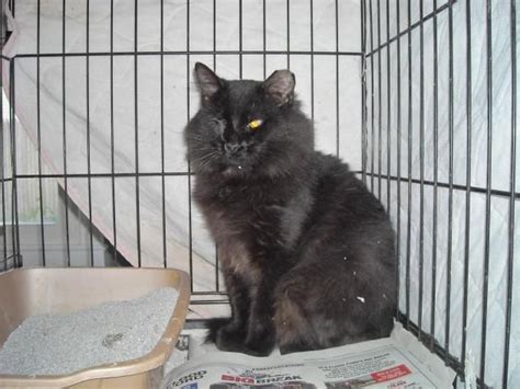 Adopt Ace On Petfinder Cat Adoption Long Haired Cats Cats