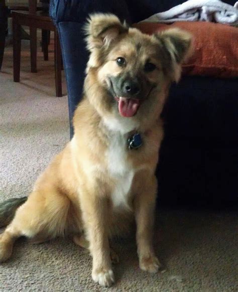 German Shepherd Chow Great Pyrenees And Dachshund Mix Mixed Breed