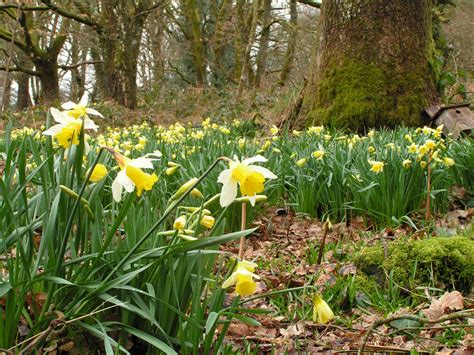 Wild Daffodils The Wildlife Trusts